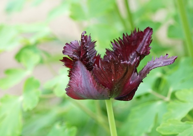 Free Bloom Tulips photo and picture
