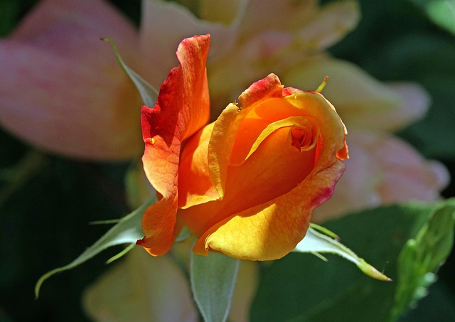 Free Gardens Summer photo and picture