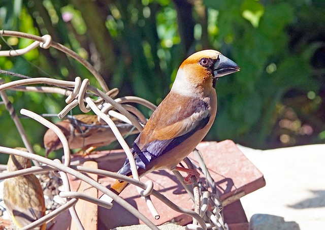 Free Gardens Feeder photo and picture