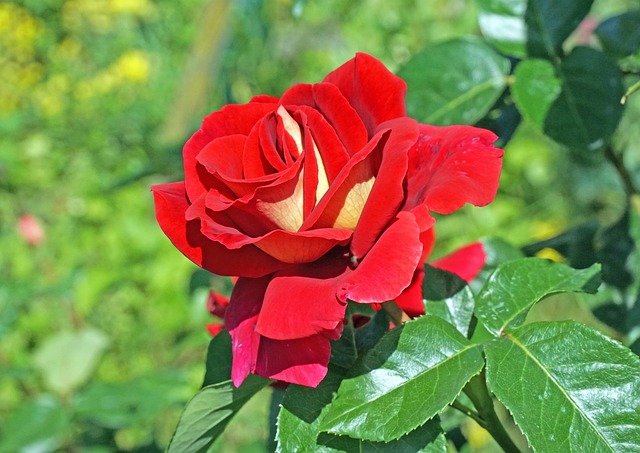 Free Gardens Bloom photo and picture