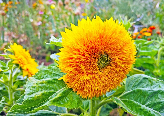 Free Gardens Flowers photo and picture
