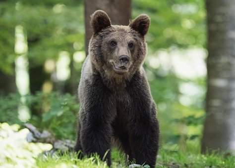 Bär, Natur, Wald, Bäume, Tier, Tierwelt