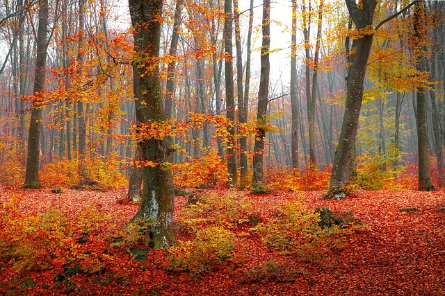 Wald, Herbst, Natur, Landschaft, Bäume