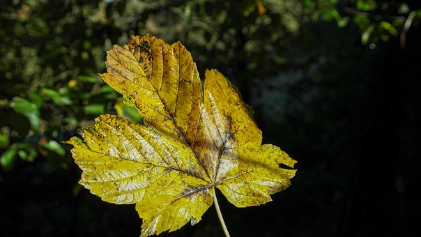 Free Fall Leaf photo and picture