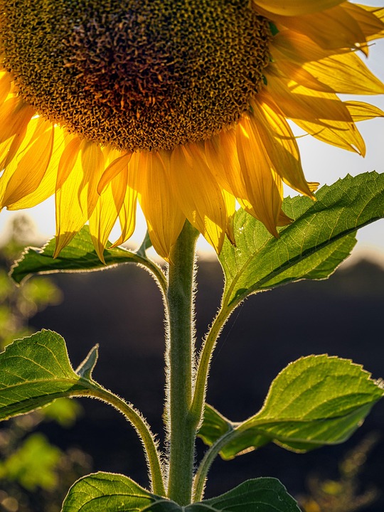 Sunflower Yellow Flower - Free photo on Pixabay