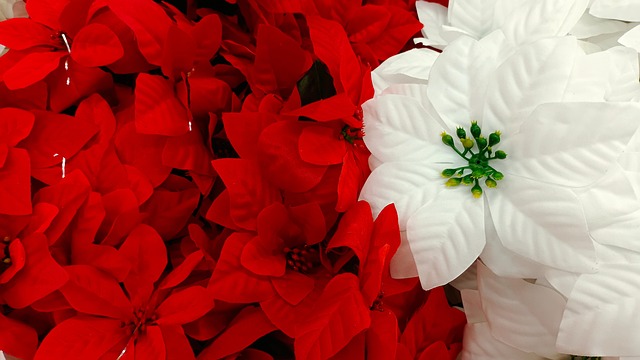 晚安 花 圣诞节 - Pixabay上的免费照片 - Pixabay