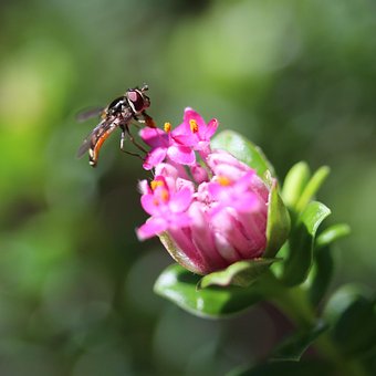 Free Hoverfly Syrphid photo and picture