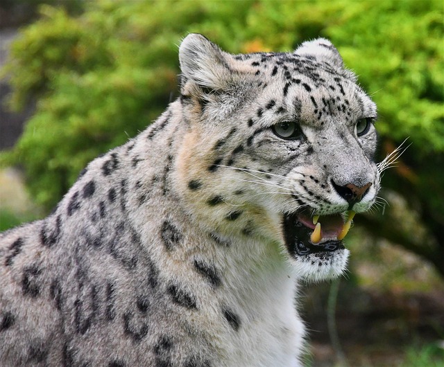Free Snow Leopard photo and picture