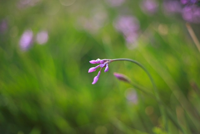 Free Flower Nature photo and picture
