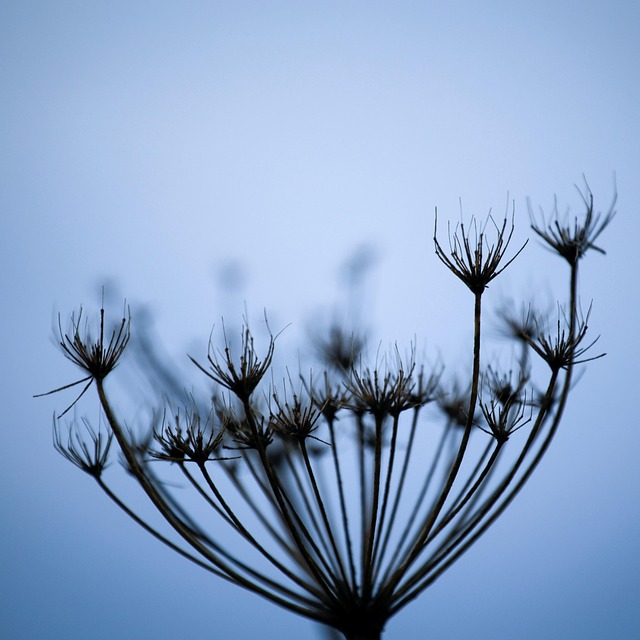 Free Flower Nature photo and picture