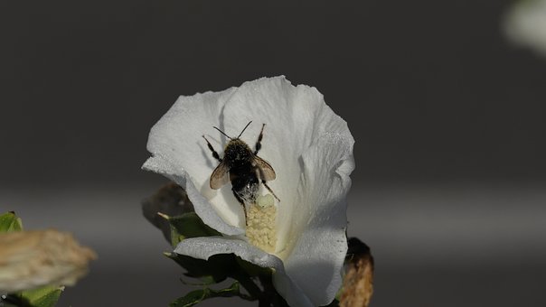 Free Fly Insect photo and picture