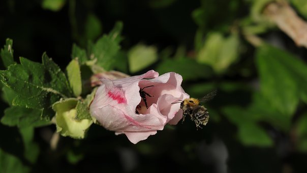 Free Fly Insect photo and picture
