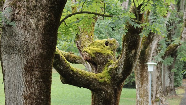 Free Trees Wilderness photo and picture