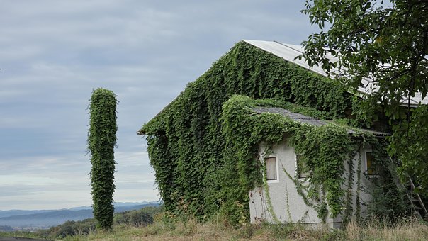 Free Hut House photo and picture