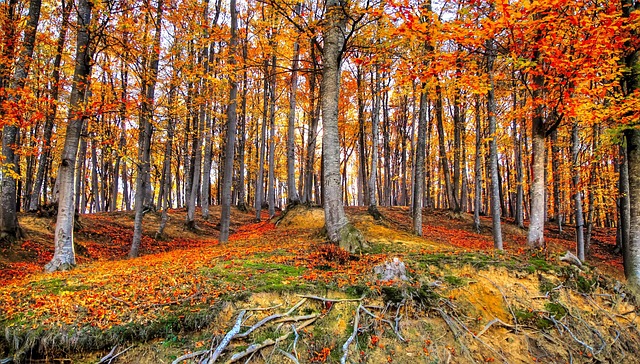Free Autumn Fall photo and picture