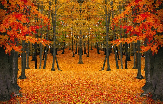 Free Autumn Fall photo and picture