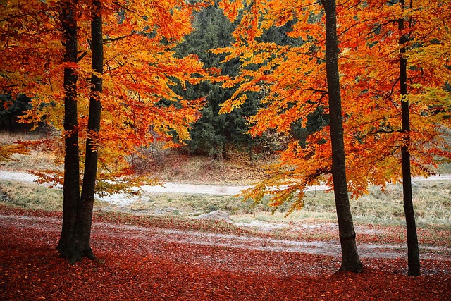 Free Autumn Fall photo and picture