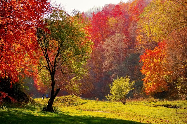 Free Autumn Fall photo and picture