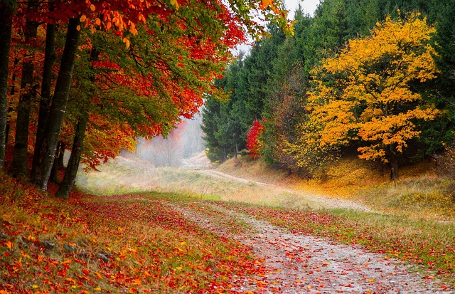 Free Autumn Fall photo and picture
