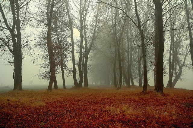 Free Autumn Fall photo and picture