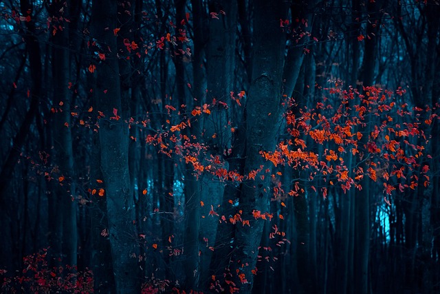 Free Red Blue photo and picture