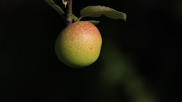 Free Apple Apple Plantation photo and picture