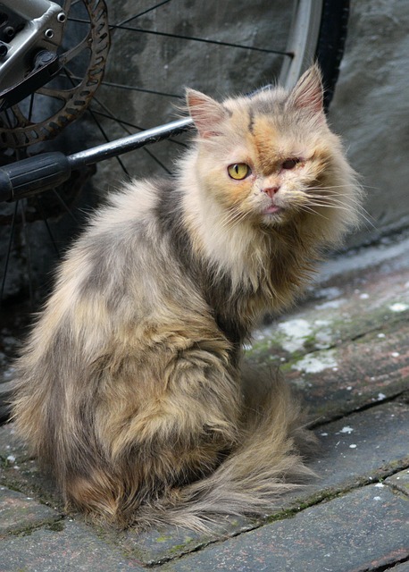 Katze, Tier, Haustier, Kätzchen