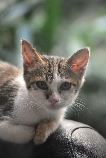 Katze, Kätzchen, Haustier, Tier