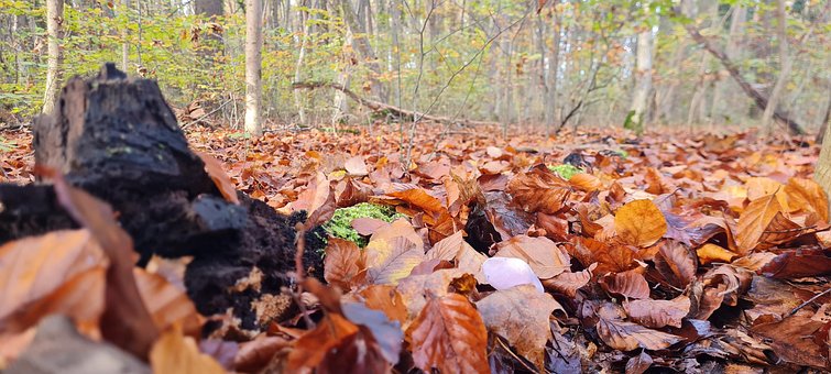 Free Autumn Forest photo and picture