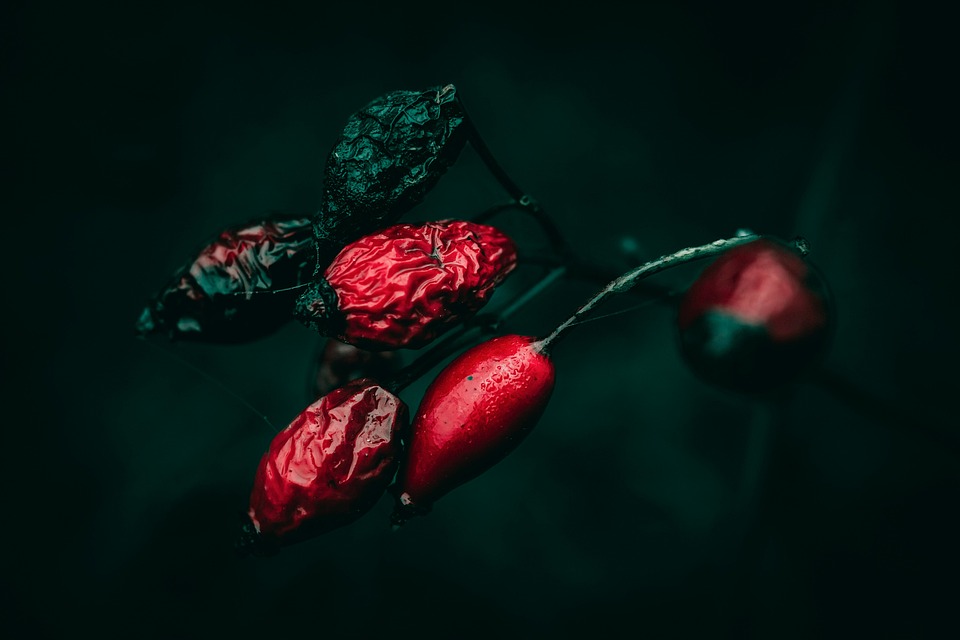 雨后 亮红 黑暗的 - Pixabay上的免费照片 - Pixabay