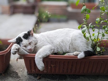 Kat, Feline, Pels, Sover, Kæledyr, Dyr