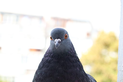Free Pigeon Face photo and picture