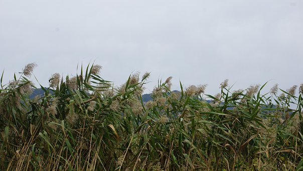 Free Reed Nature photo and picture