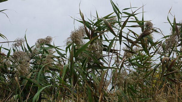 Free Reed Nature photo and picture