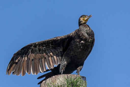 Free Cormorant Nature photo and picture