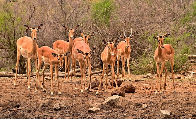 África, Antílopes, Safári, Natureza