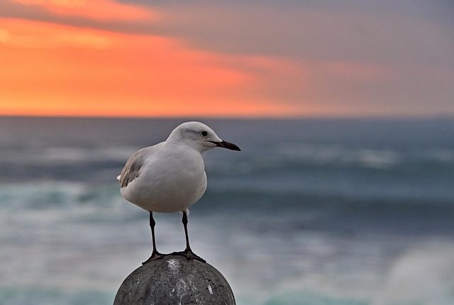 Gaivota, Mar, Pôr Do Sol, Ondas, Agua