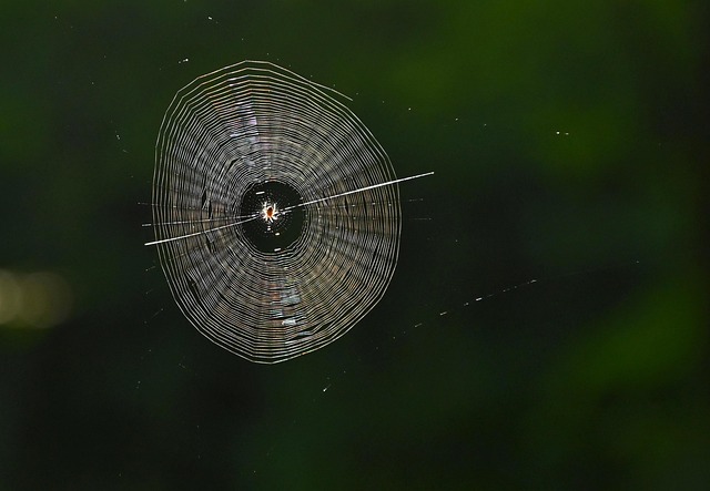 Teia De Aranha, Aranha, Natureza
