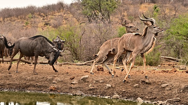 Gnu, Antílope, Kudu, África, Safári