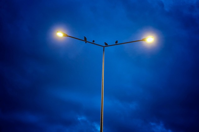 Azul, Luz, Céu, Pássaro, Corvo, Amarelo