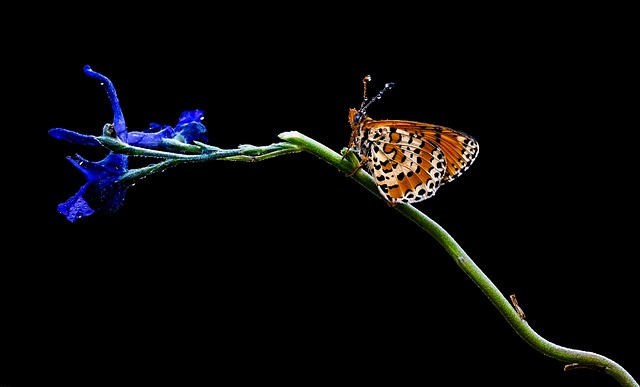 Borboleta, Verde, Roxa, Flor, Natureza
