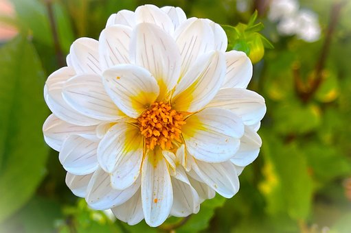 Free Flower Dahlia photo and picture