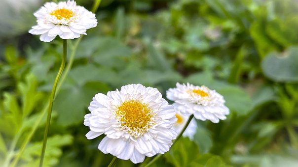 Free Flowers Nature photo and picture