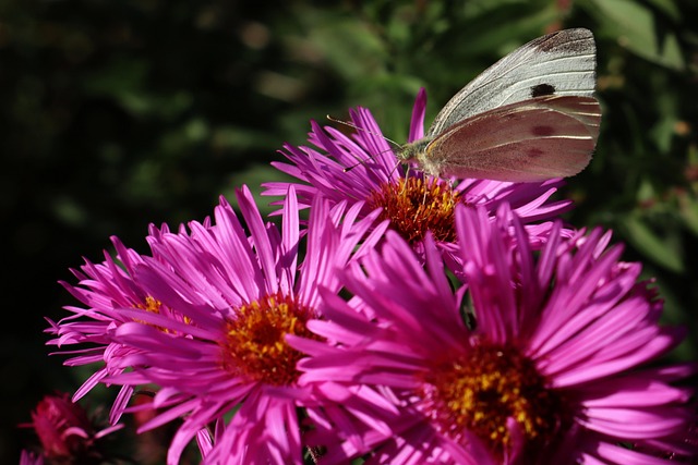 Borboleta, Inseto, Entomologia, Flores