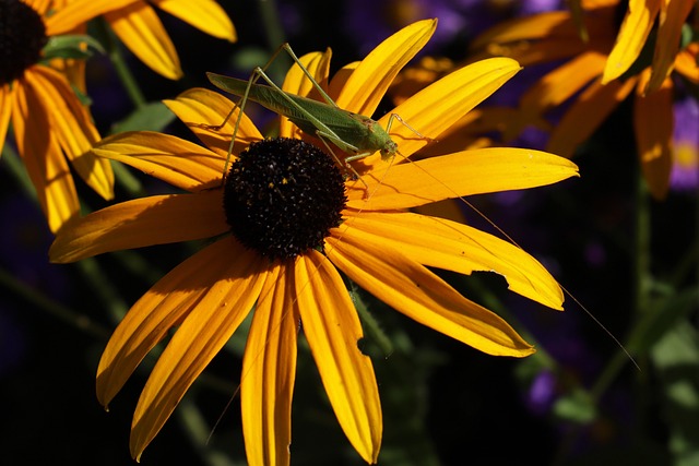 Natureza, Flores, Florescer, Flora