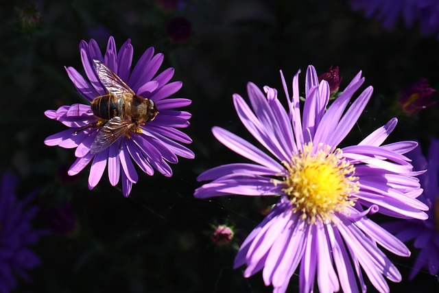 Natureza, Flores, Florescer, Flora