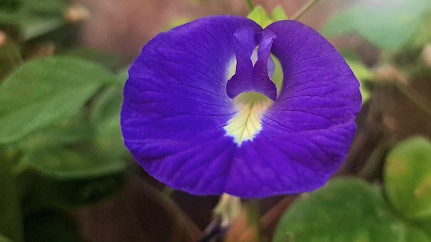 Floare, Plantelor, A Inflori