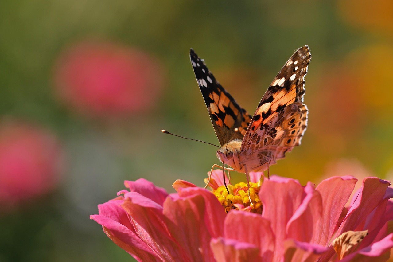 Painted Lady Zinnia Pollination Free photo on Pixabay Pixabay