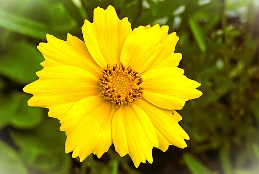 Free Flower Bloom photo and picture