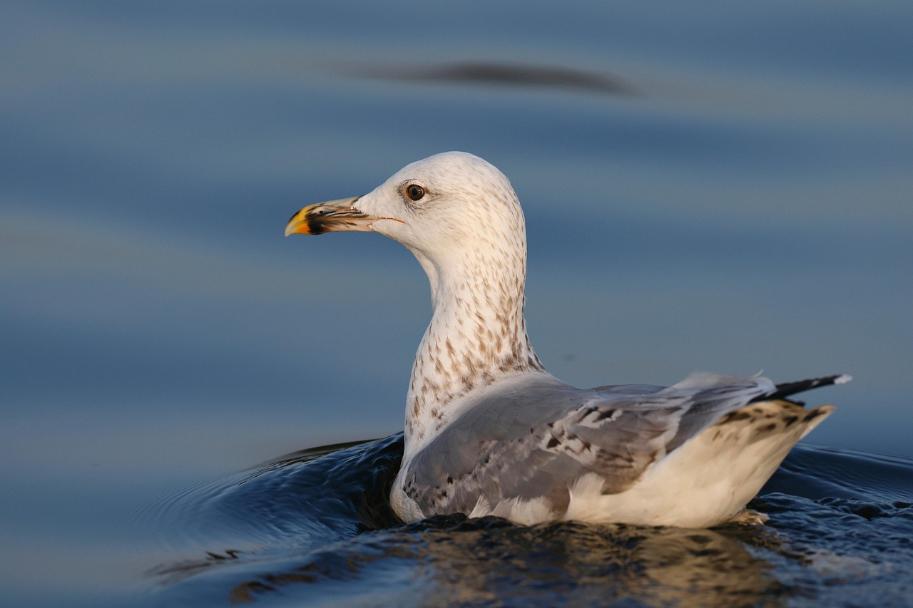 ornithology birds wallpaper